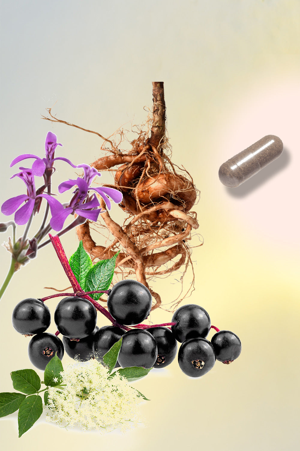 Elderberry plus Elderflower & Umckaloabo (Organic)