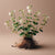 Bacopa Monnieri Extract (Powder)