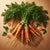 Carrot (Powder)