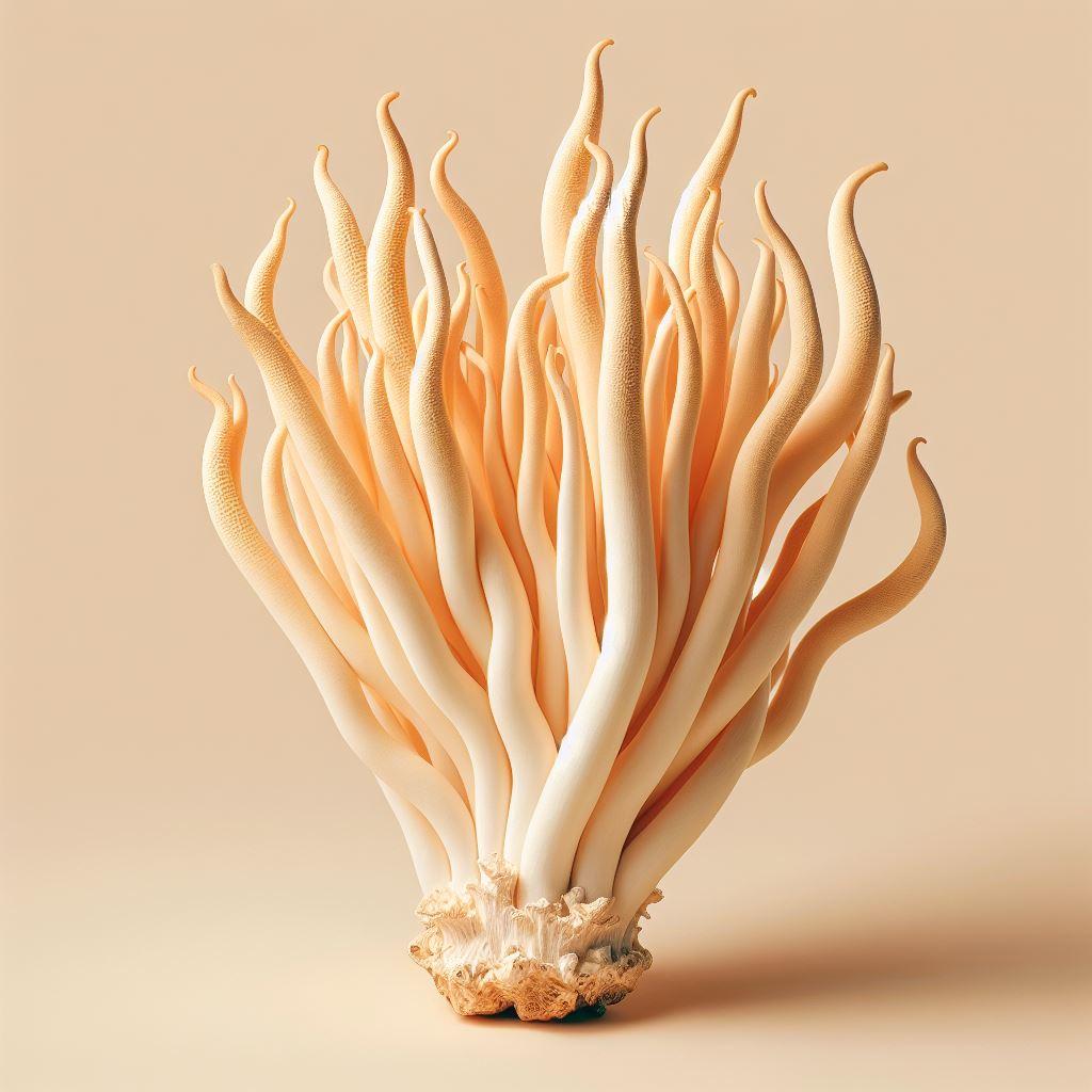 Cordyceps Extract (Powder)