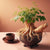 Dong Quai Root Extract (Powder)