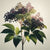 Elderberry Extract (Powder)