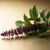 Holy Basil Pure