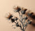 Milk Thistle Extract (Powder)