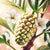 Noni Fruit Extract (Powder)