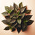 Perilla Extract (Powder)