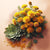 Rhodiola Extract (3% Salidroside) (Powder)