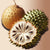 Soursop (Guanabana) Extract (Powder)