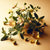 St. John's Wort Extract (Powder)