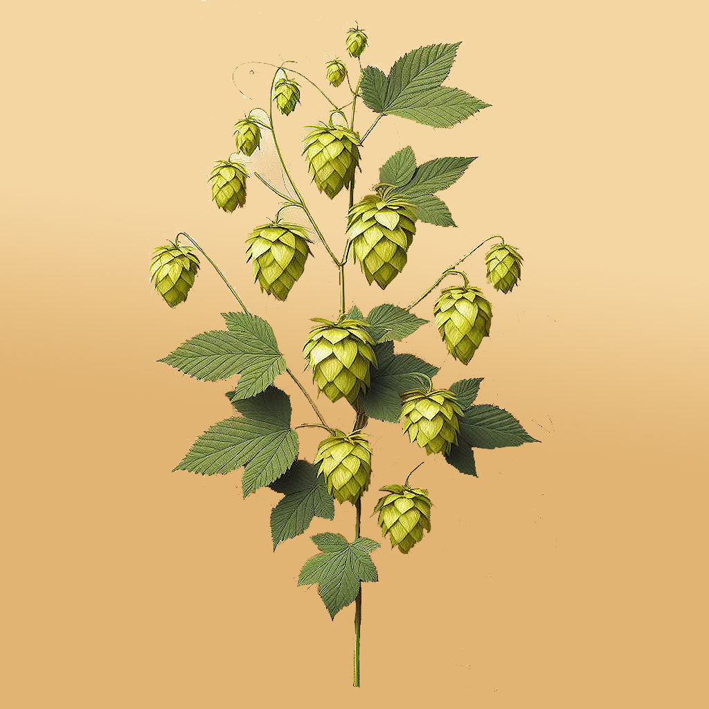 Hops Extract (Powder)